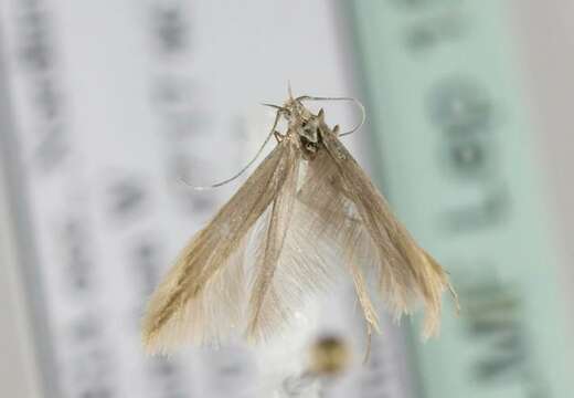 Image of Coleophora sylvaticella Wood 1892