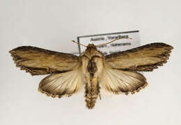 Image of <i>Shargacucullia scrophulariae</i>