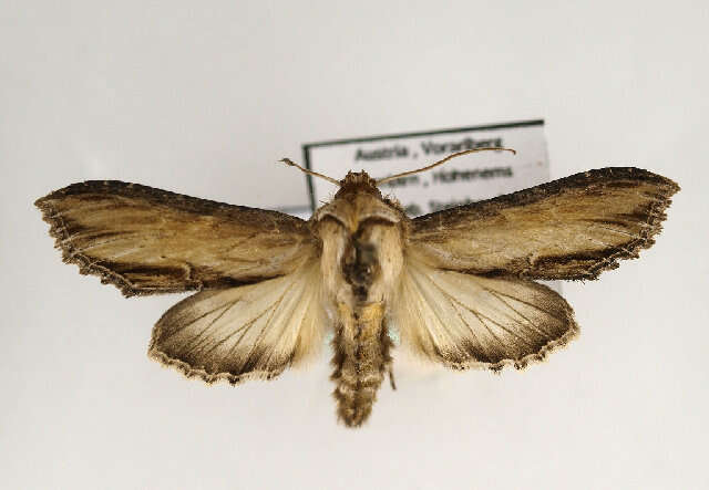 Image of <i>Shargacucullia scrophulariae</i>