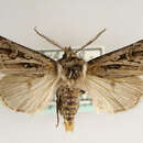 Image of Agrotis