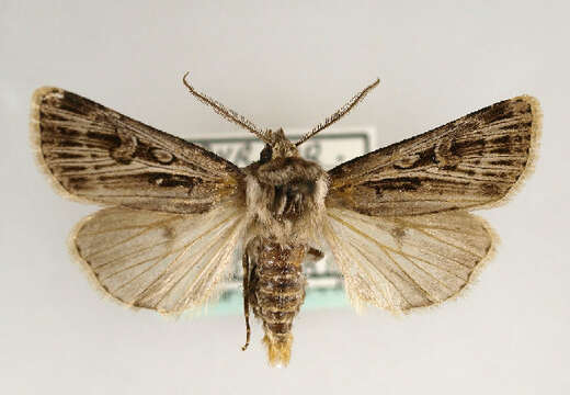 Image of Agrotis