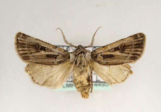 Image of Agrotis