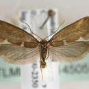 Image of Incurvaria triglavensis