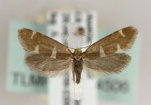 Image of Incurvaria triglavensis