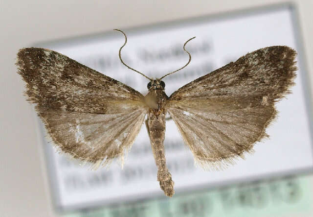 Eudonia petrophila Standfuss 1848的圖片