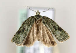 Image of Acleris literana Linnaeus 1758