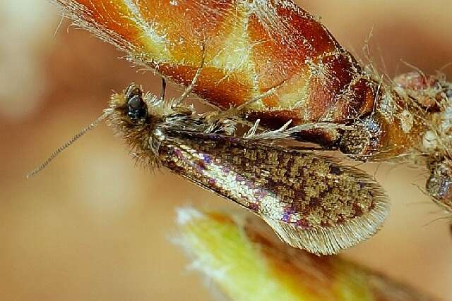 Image of eriocraniid moths