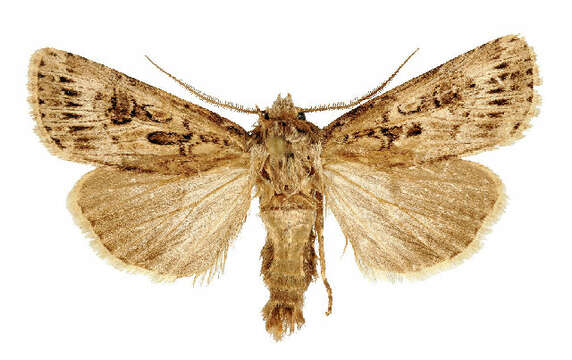 Image of <i>Agrotis proverai</i>