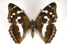 Image of purple emperor