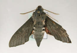 Image of dusky hawk-moth