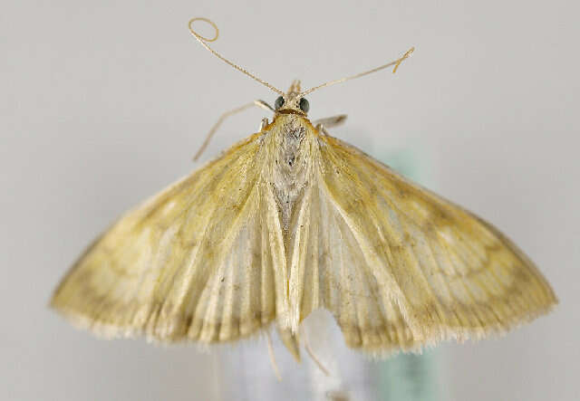 <i>Paratalanta hyalinalis</i> resmi