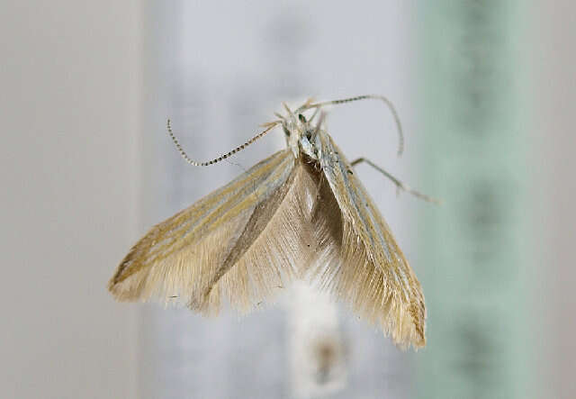 Image of Coleophora currucipennella Zeller 1839