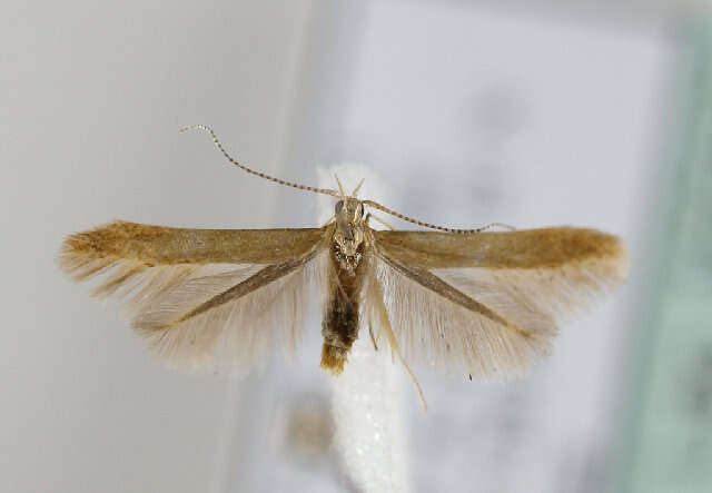 صورة Coleophora lutipennella Zeller 1838