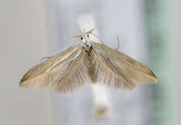 Image of Coleophora currucipennella Zeller 1839