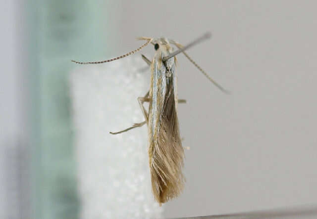 Image of Coleophora currucipennella Zeller 1839