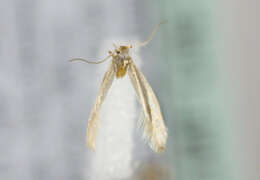 Image of Argyresthia abdominalis Zeller 1839