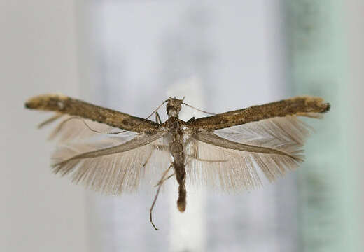 Image of Caloptilia falconipennella (Hübner 1813)