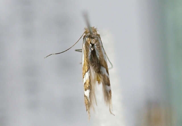 Image of Phyllonorycter deschkai Triberti 2007