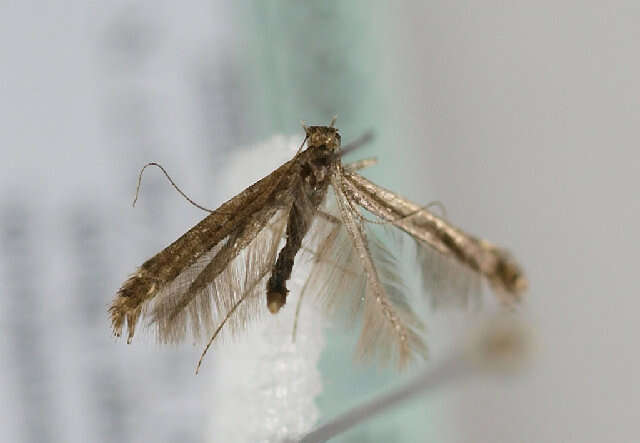 Image of Caloptilia semifascia (Haworth 1828)