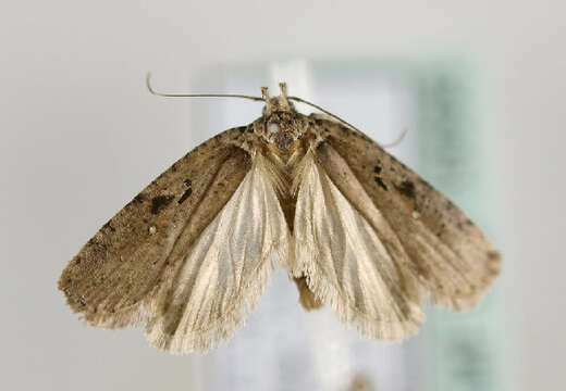 Imagem de <i>Agonopterix cluniana</i>