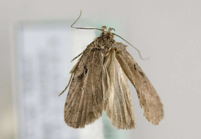 Image of <i>Agonopterix cluniana</i>