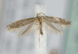 Image of Argyresthia abdominalis Zeller 1839