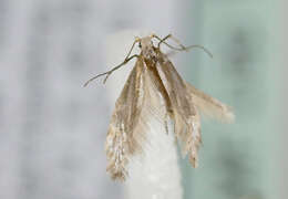 Image of Argyresthia abdominalis Zeller 1839