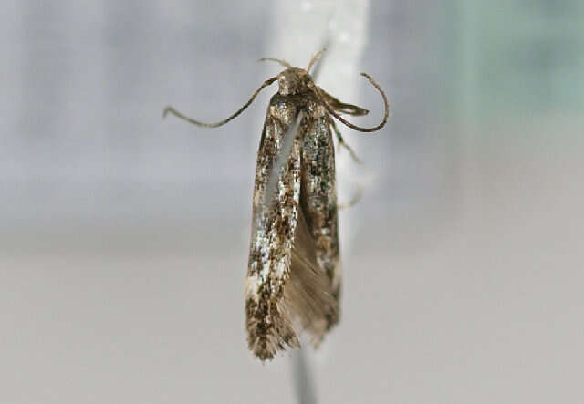 Image of Mompha lacteella Stephens