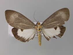 Image of Neochera dominia Walker 1854