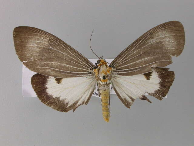 Image of Neochera dominia Walker 1854