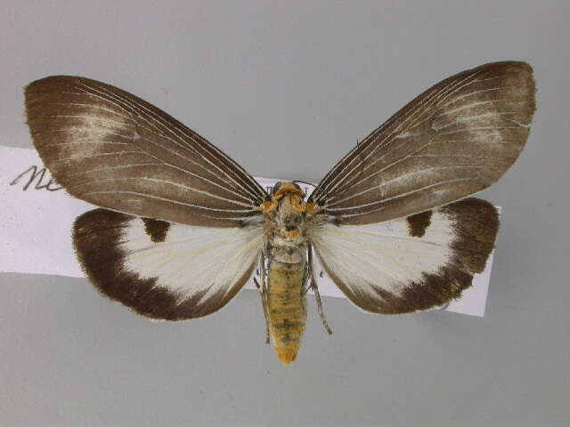 Image of Neochera dominia Walker 1854