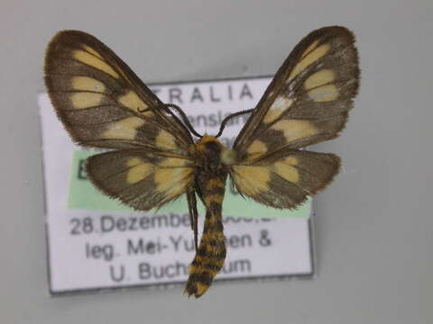 Imagem de <i>Amata orphnaea</i>