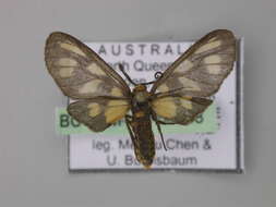 Imagem de <i>Amata orphnaea</i>