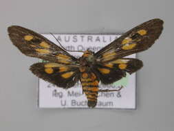 صورة Pseudophanes melanoptera Turner 1940