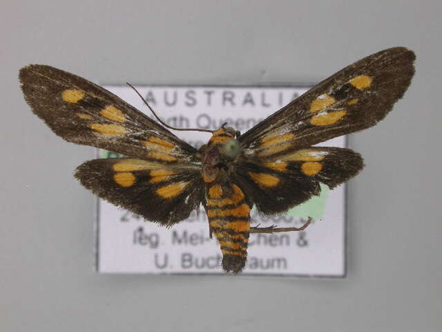 صورة Pseudophanes melanoptera Turner 1940