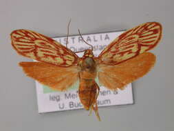 Image of Lactura erythractis