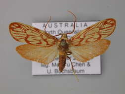 Image of Lactura erythractis