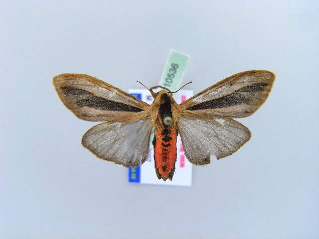 صورة Creatonotos gangis Linnaeus 1763