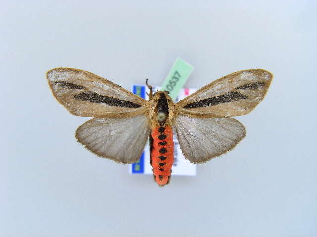 صورة Creatonotos gangis Linnaeus 1763