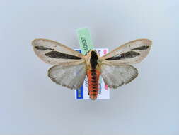 صورة Creatonotos gangis Linnaeus 1763