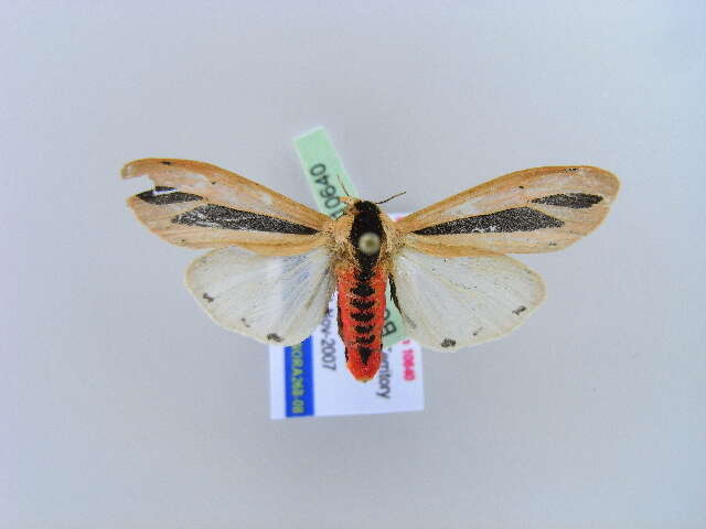 صورة Creatonotos gangis Linnaeus 1763