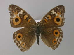 Image of Meadow Argus