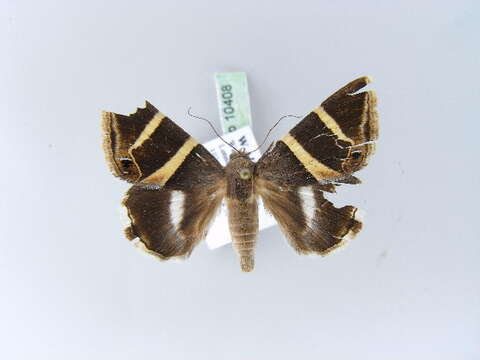 Grammodes oculicola Walker 1858的圖片