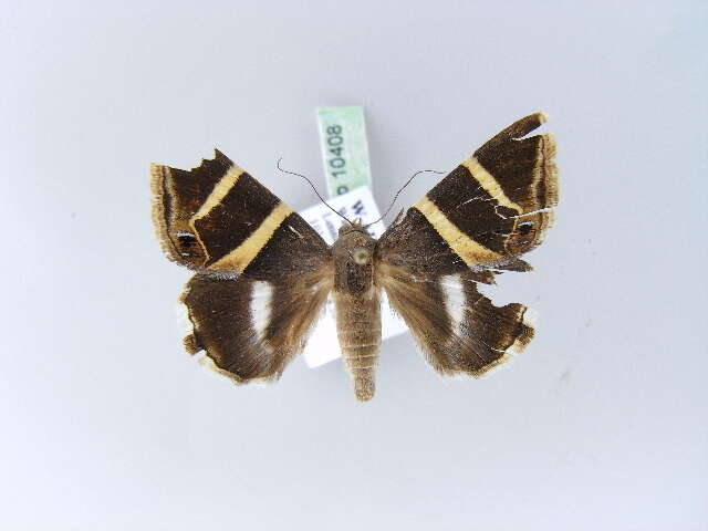 Grammodes oculicola Walker 1858的圖片