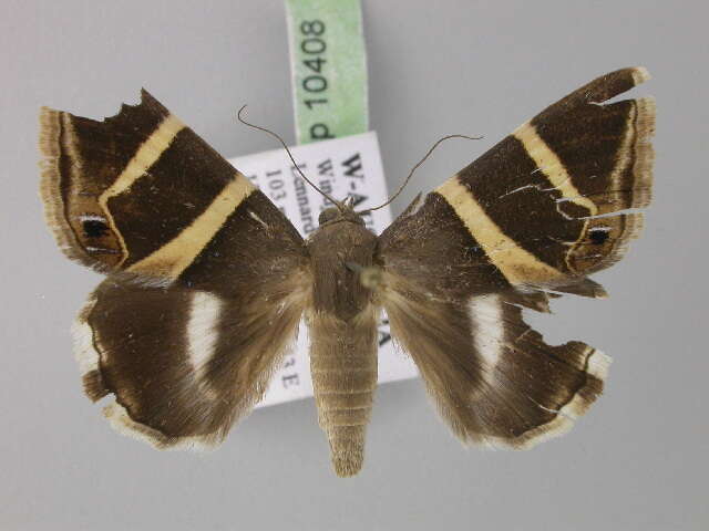 Grammodes oculicola Walker 1858的圖片