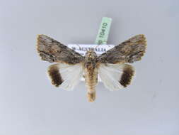 Image of Lyncestis phaeocrossa Turner 1932