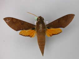 Image of White-brow Hawkmoth