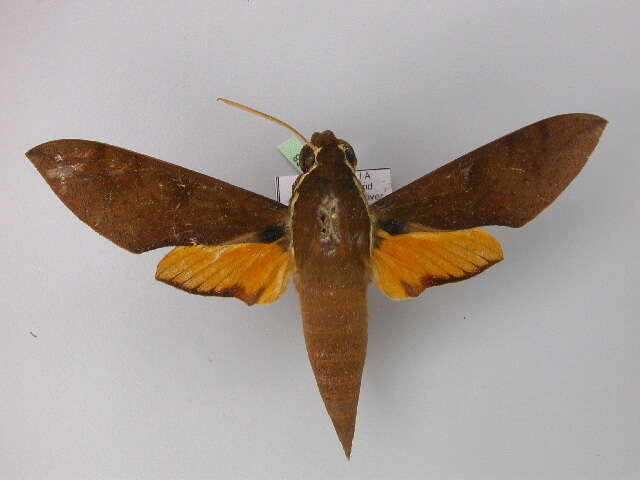 Image of White-brow Hawkmoth