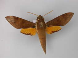 Image of White-brow Hawkmoth