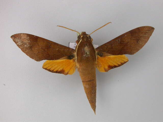 Image of White-brow Hawkmoth